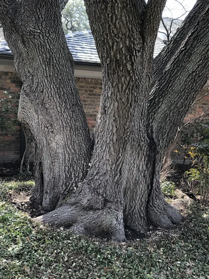 Mature heritage tree close to a Lewiston property cared for by certified arborists